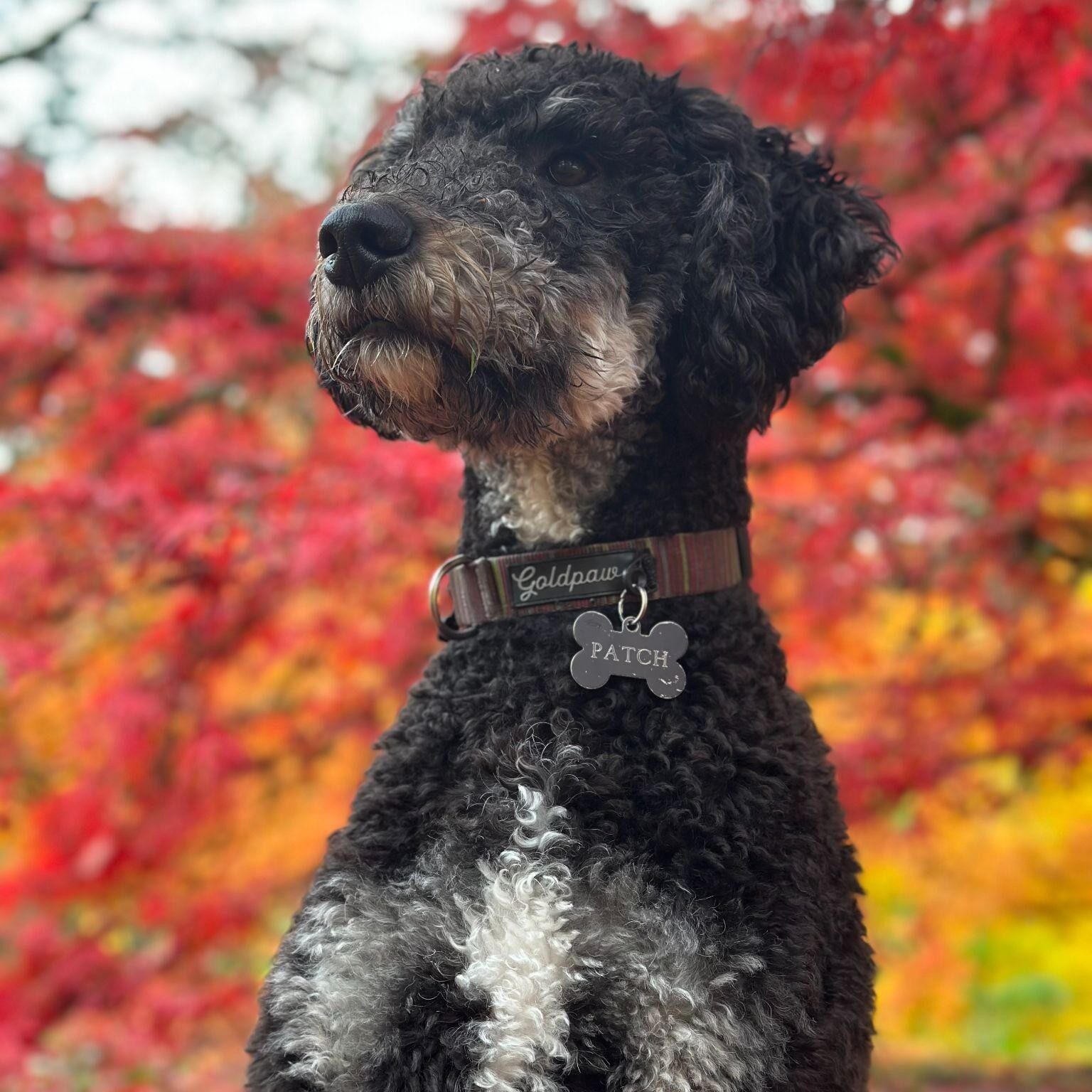 Black curly-haired dog with a white chest wearing a name tag reading “Patch”